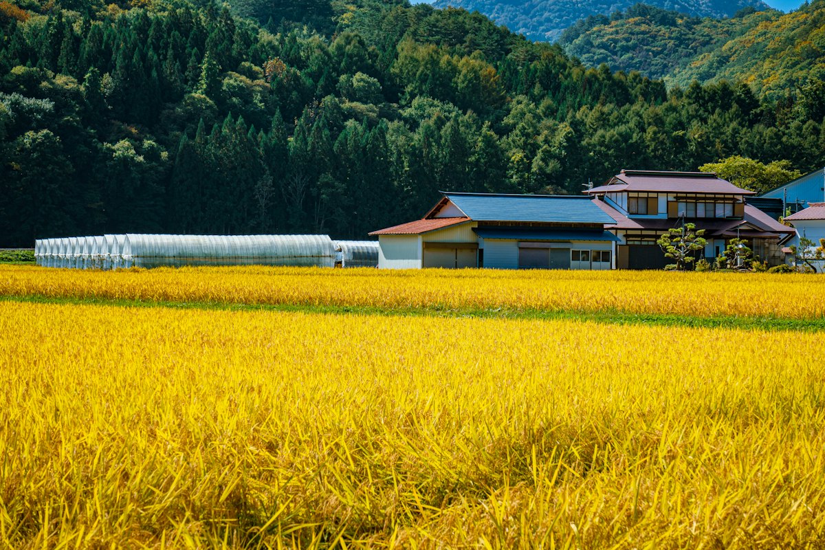 黄金色に実った田んぼ